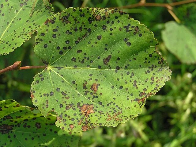 Пятнистость на листьях фото Cercospora microsora - Wikimedia Commons