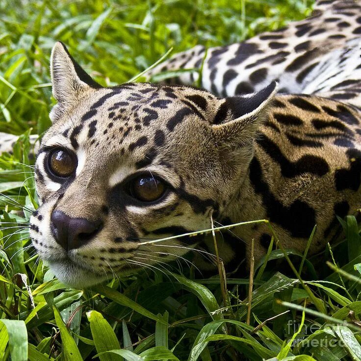 Пятнистые дикие кошки названия и фото ocelot Small wild cats, Wild cats, Animals