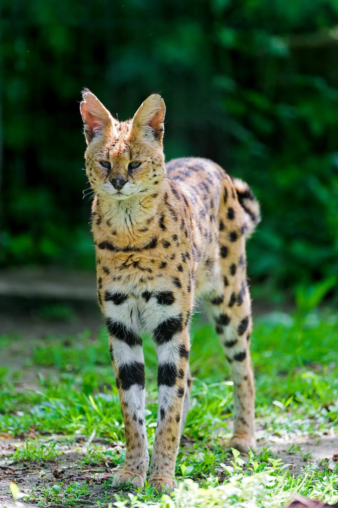 Пятнистые дикие кошки названия и фото Flickr Exotic cats, African wild cat, Serval cats