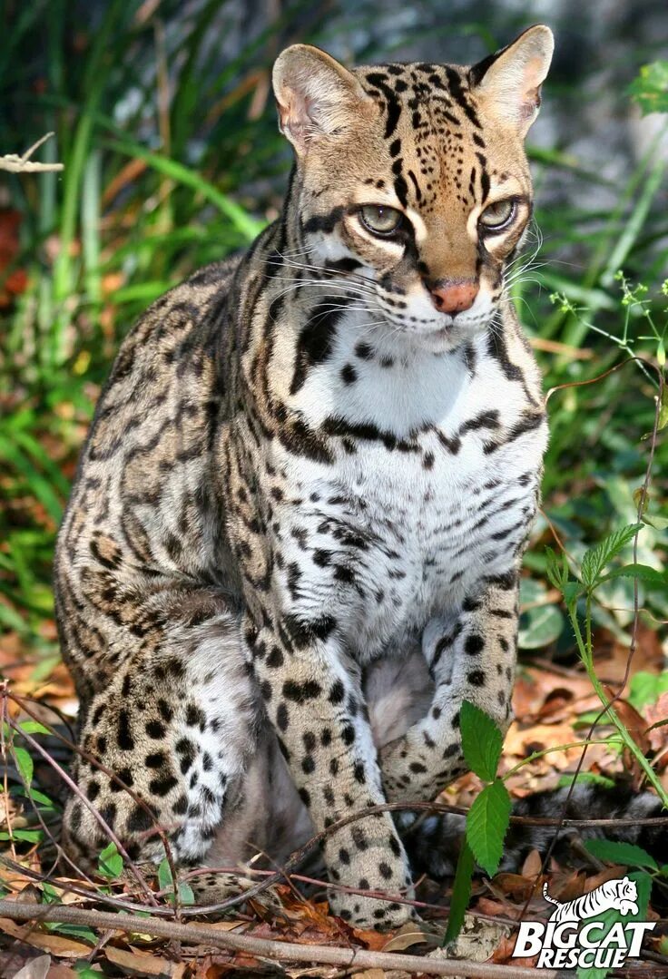 Пятнистые дикие кошки названия и фото Pin on Big Cat Rescue Exotic cats, Small wild cats, Cats