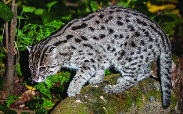 Пятнистые дикие кошки названия и фото Secrets of the World's 38 Species of Wild Cats Small wild cats, Wild cats, Wild 