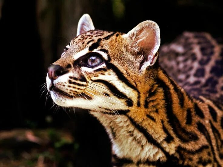 Пятнистые дикие кошки названия и фото ocelot - Google Search Wild cats, Cat aesthetic, Animals