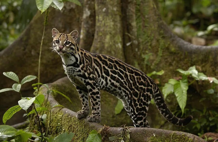 Пятнистые дикие кошки названия и фото Leopardus pardalis Small wild cats, Wild cats, Ocelot