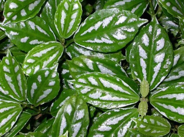 Пятнистые комнатные растения названия и фото Beyond green: Colorful houseplants to brighten up your home Vertical garden, Pla