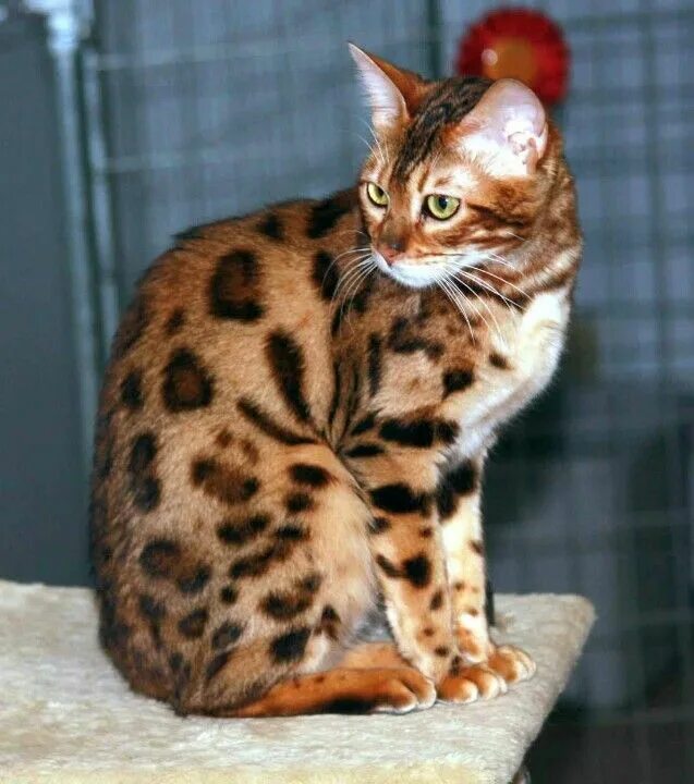 Пятнистые кошки 47 фото Bengal cat 3 Bengal cat, Large cat breeds, Cats