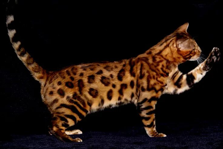 Пятнистые кошки 47 фото bengal cat - Bing Images Cat breeds, Bengal cat, Cats