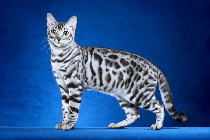 Bengal cat in 2023 Bengal kitten, Bengal cat kittens, Bengal cat