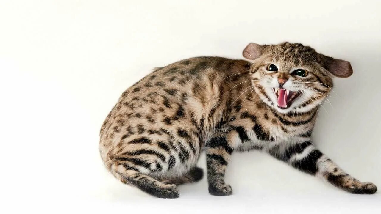 Пятнистые кошки 47 фото Картина на холсте 33x50 LinxOne "Omaha zoo black footed cat" интерьер для дома /