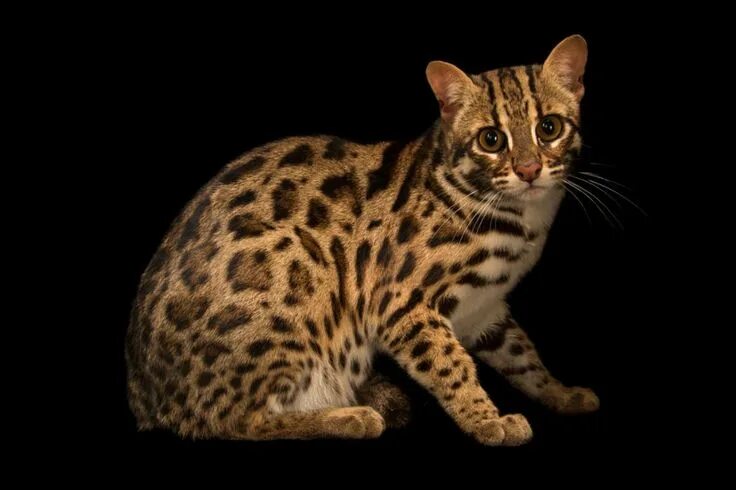 Пятнистые кошки фото Out of the Shadows, the Small Wildcats You've Never Seen Asian leopard cat, Smal