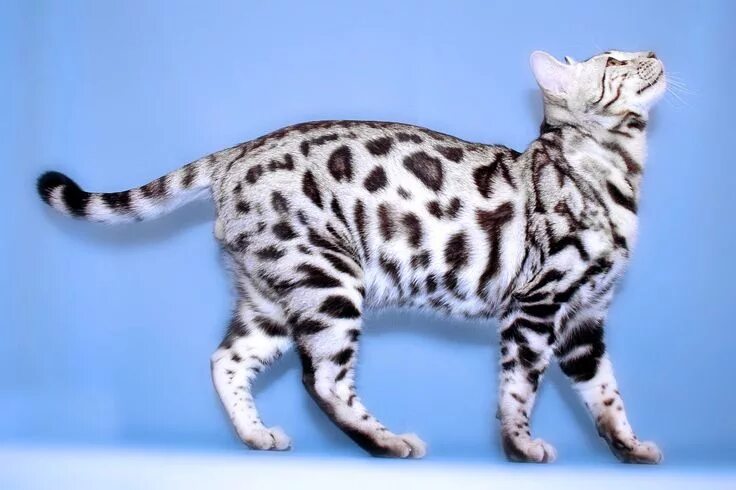 Пятнистые кошки фото silver bengal - Google Search White bengal cat, Rare cats, Cat breeds