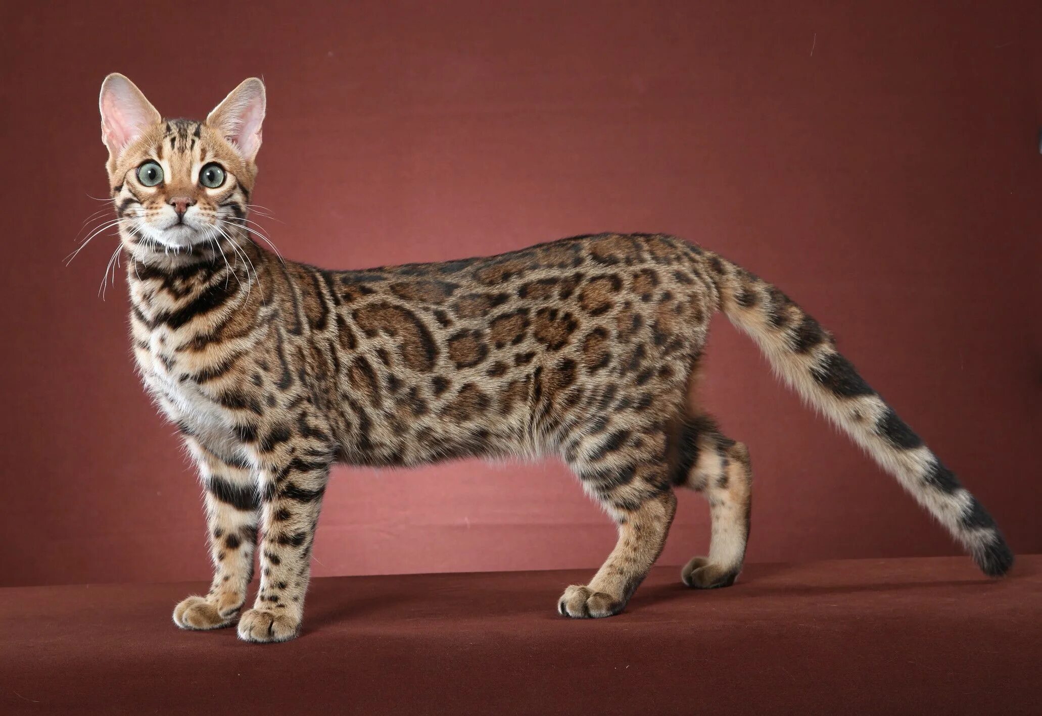 Пятнистые кошки фото Bengal cat in 2023 Bengal kitten, Bengal cat kittens, Bengal cat