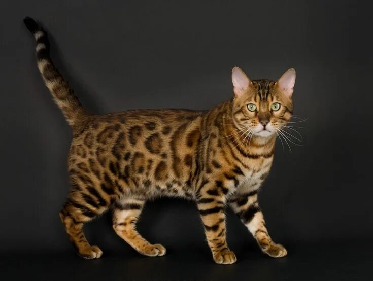 Пятнистые кошки фото The Bengal is a hybrid breed of domestic cat. Bengals result from crossing a dom