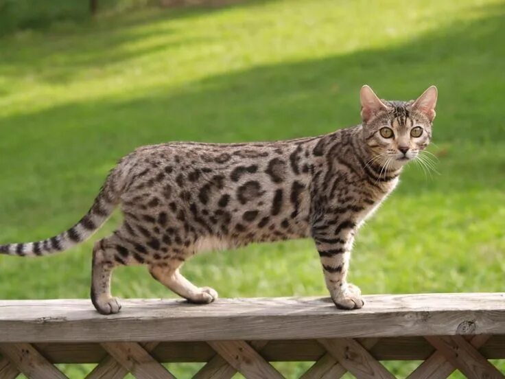 Пятнистые кошки фото и названия Pin by Лана Солнышко on КЫСЬ / gif Asian leopard cat, Domestic cat, Bengal cat