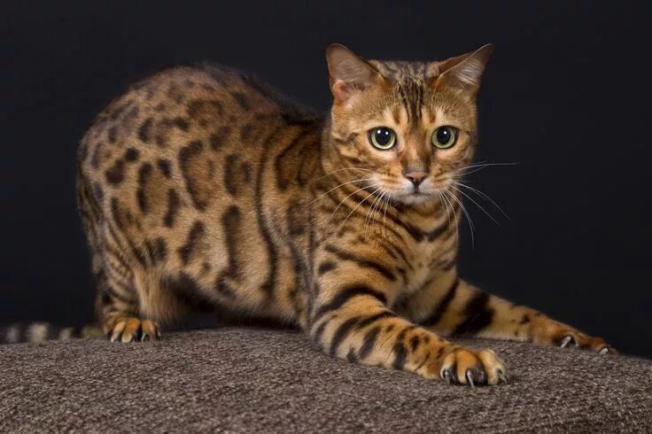 Пятнистые кошки фото и названия Bengalkatze Animaux, Chat