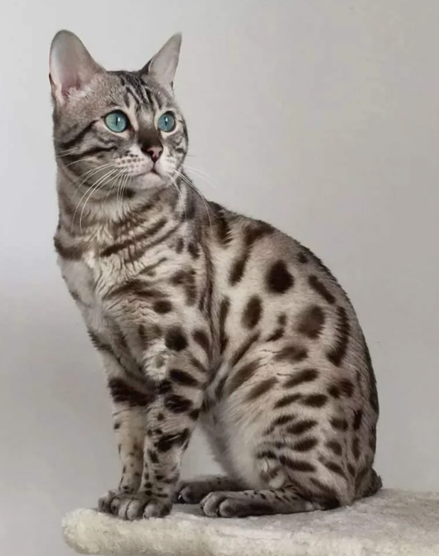 Bengal cat in 2023 Bengal kitten, Bengal cat kittens, Bengal cat