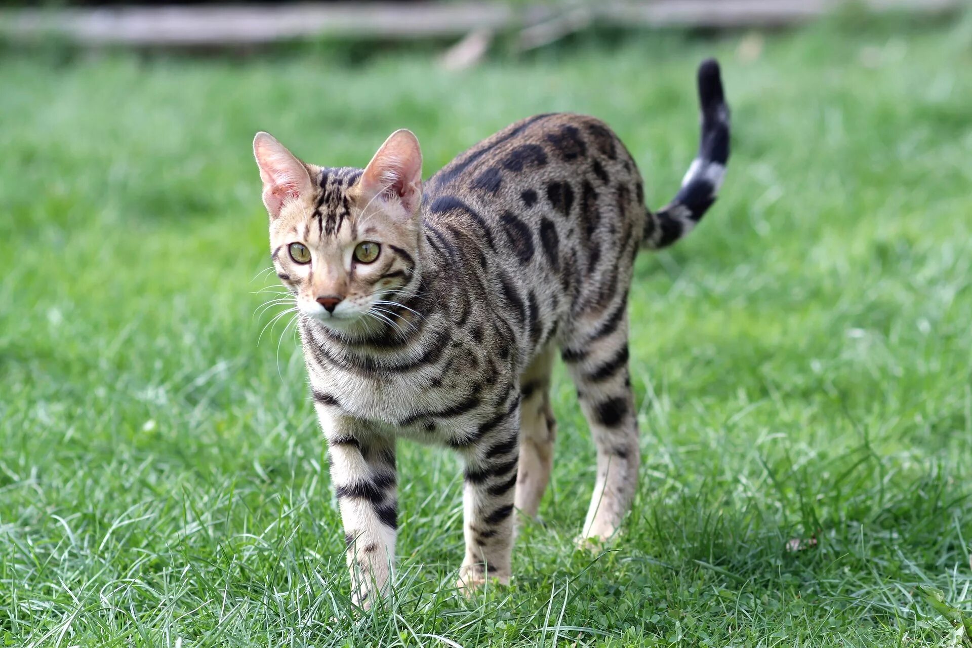 Пятнистые кошки фото и названия Bengal Cat Travel to Costa Rica PetRelocation