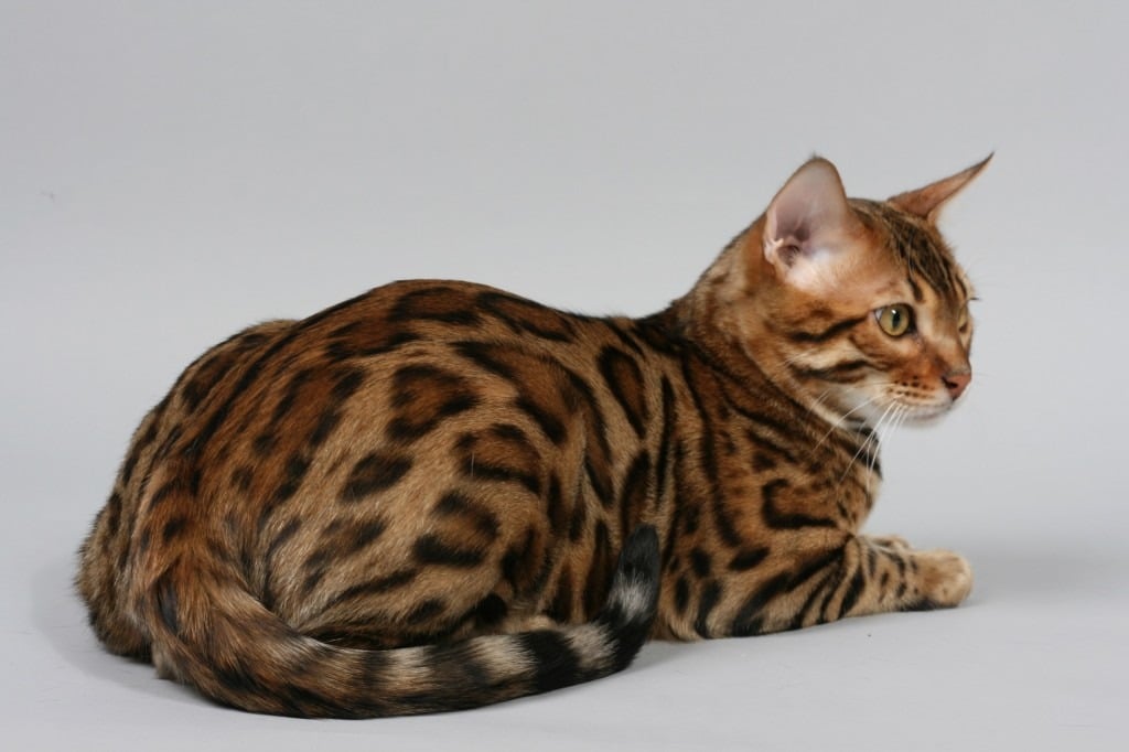 Пятнистые кошки порода фото Bengal Studs & Bengal Breeder In Georgia - Boydsbengals 585