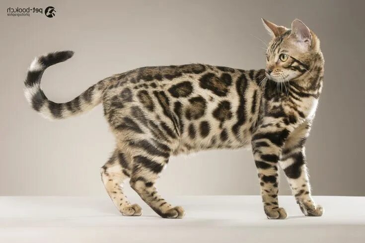 Пятнистые кошки порода фото Pin by Leo Abreu on Animals Cat pet supplies, Bengal cat kitten, Bengal cat