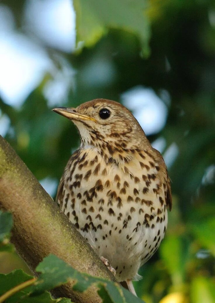 Пятнистые птицы фото Pin on Birds I have seen