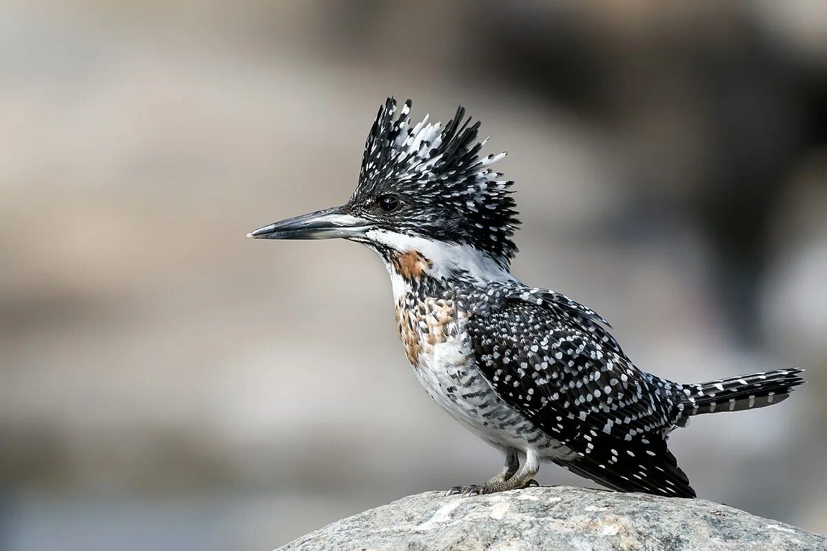 Пятнистые птицы фото File:Crested Kingfisher Prasanna Mamidala.jpg - Wikipedia