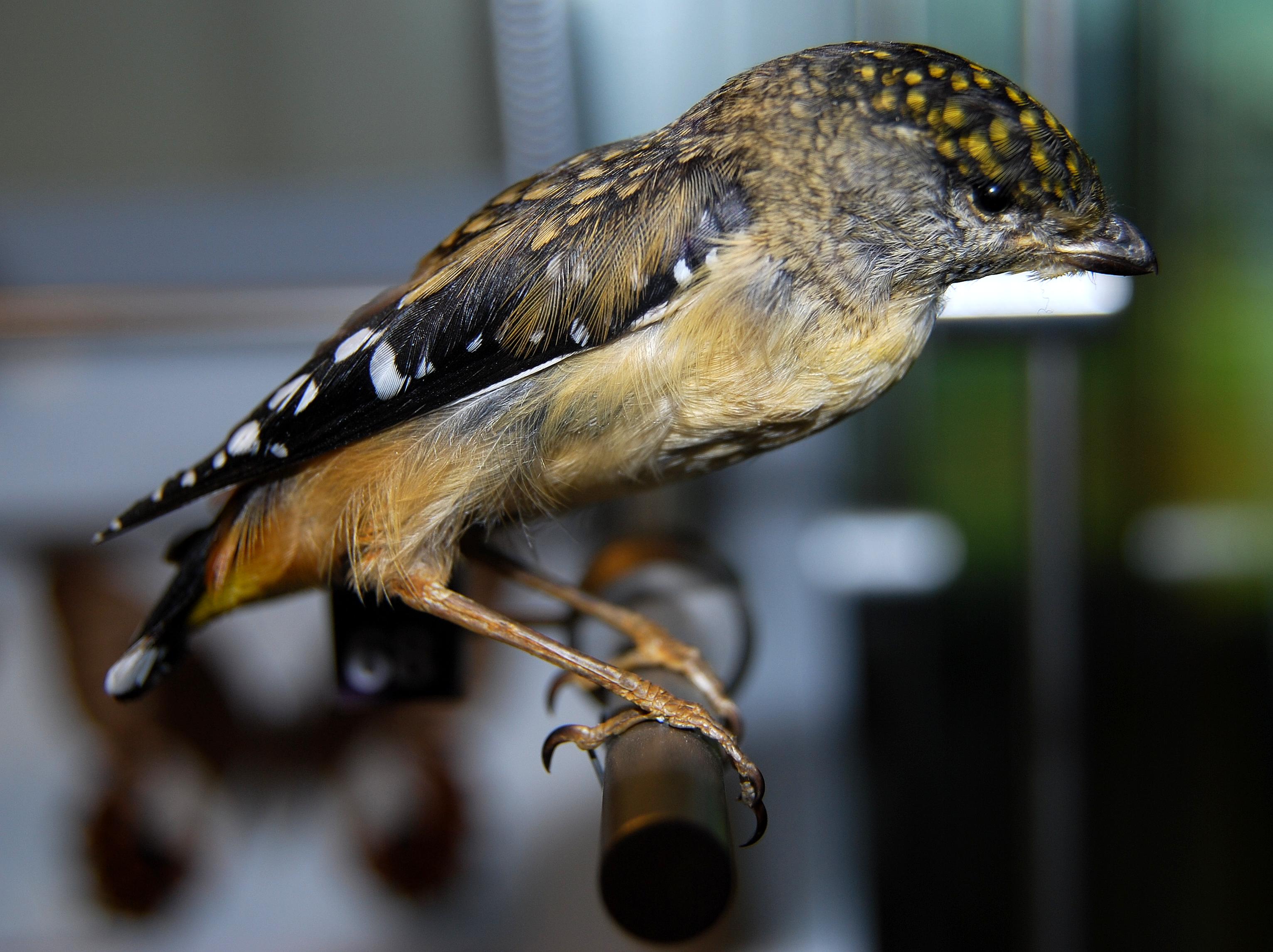 Пятнистые птицы фото File:Spotted Pardalote Pengo.jpg - Wikipedia