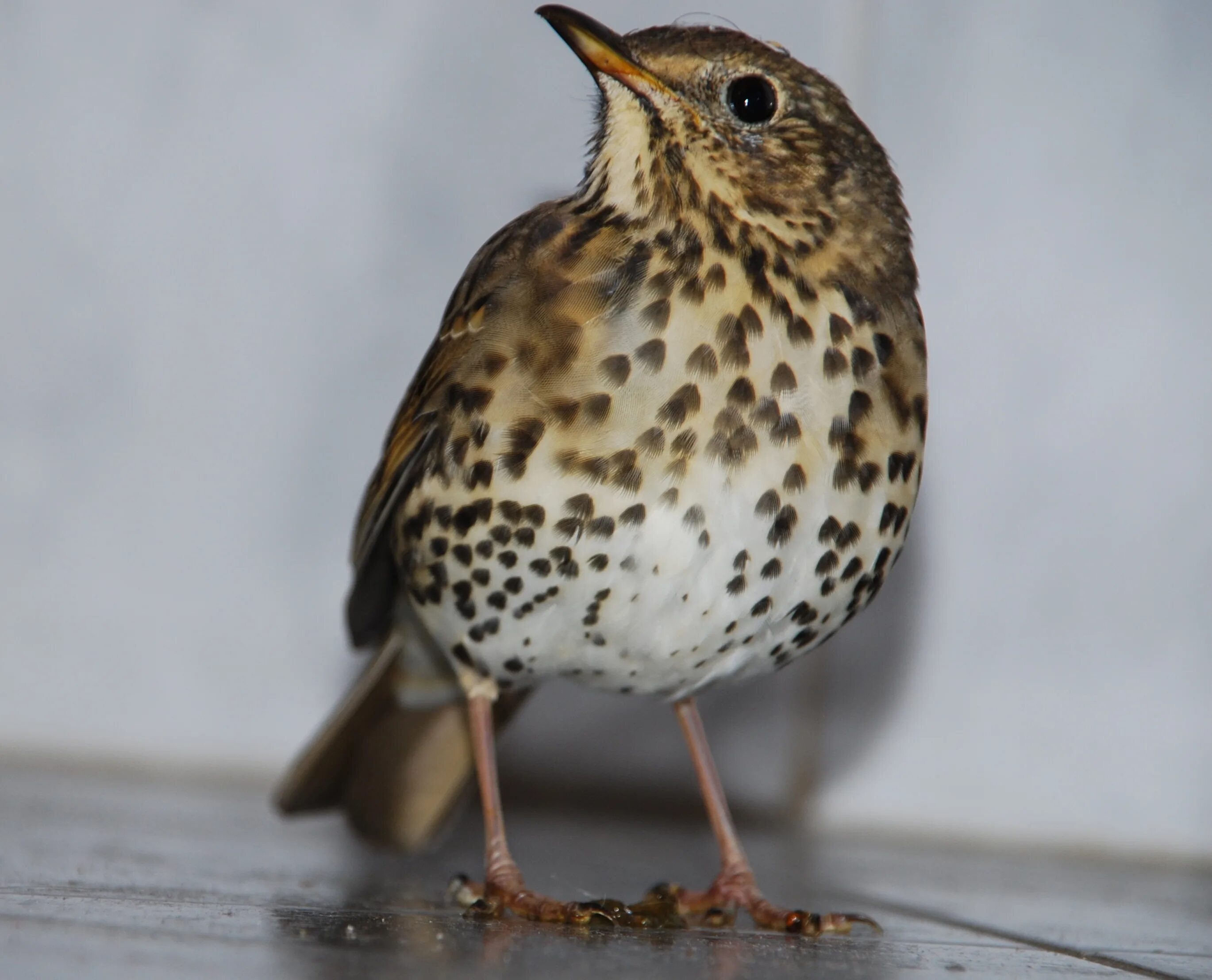 File:Spotted Pardalote (Pardalotus punctatus) male (16179378064).jpg - Wikipedia