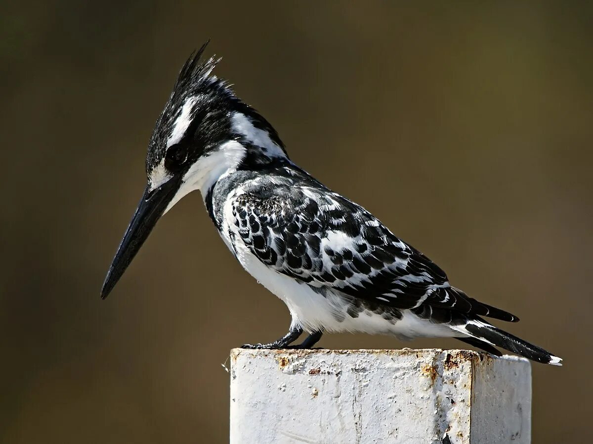 Пятнистые птицы фото Файл:Ceryle rudis (male).jpg - Википедия