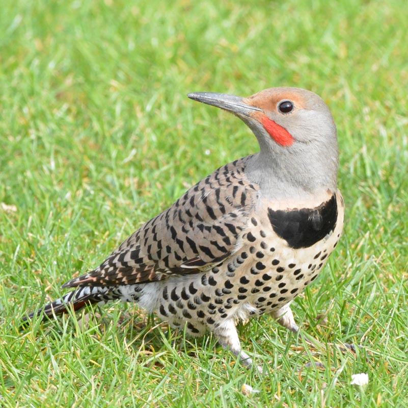 Пятнистые птицы фото Birds of The Villages