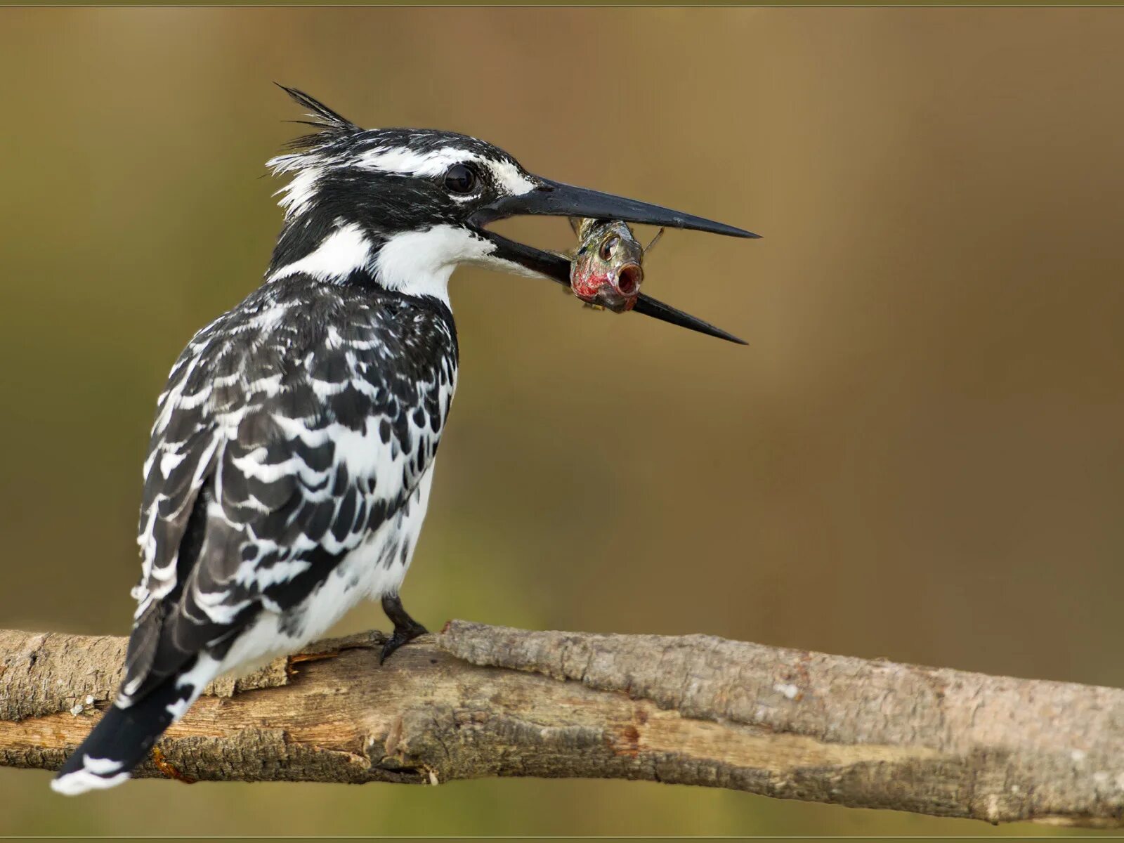 Пятнистые птицы фото Download wallpaper bird, food, fish, branch, colorful, Kingfisher, catch, sectio