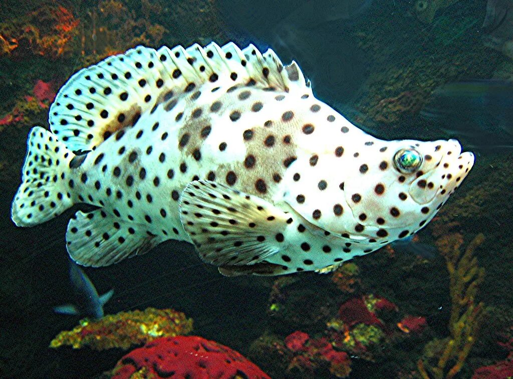 Пятнистые рыбы фото "Panther" Grouper Seen in the National Aquarium of NZ - in. Mary Faith. Flickr