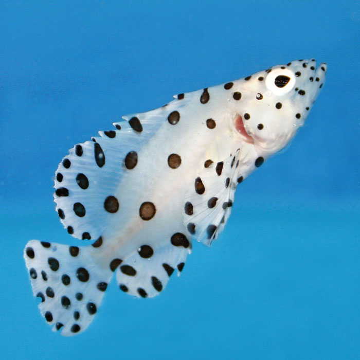 Пятнистые рыбы фото Panther or Polkadot Grouper