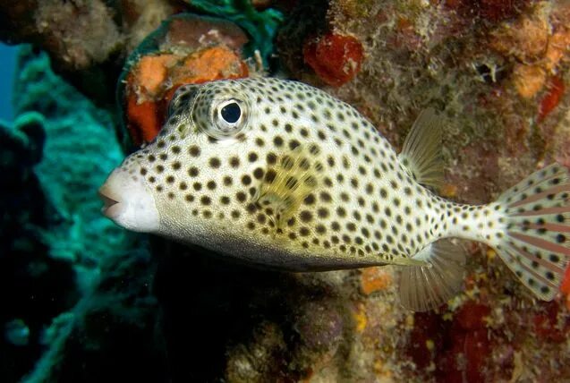 Пятнистые рыбы фото Trunkfish Fish Breed Information and Pictures - PetGuide Marine fish, Ocean crea