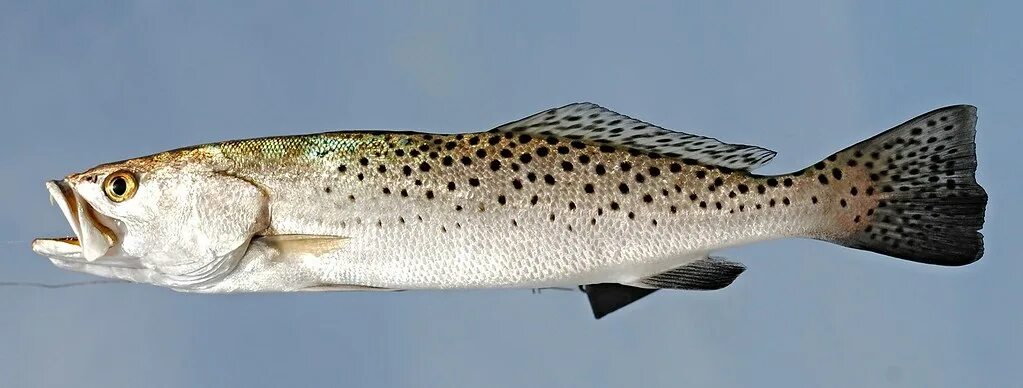 Пятнистые рыбы фото Spotted sea trout (Cynoscion nebulous) Fedor Flickr