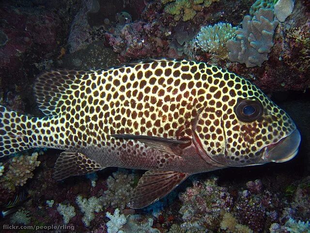 Пятнистые рыбы фото File:Plectorhinchus chaetodonoides.jpg - Wikipedia