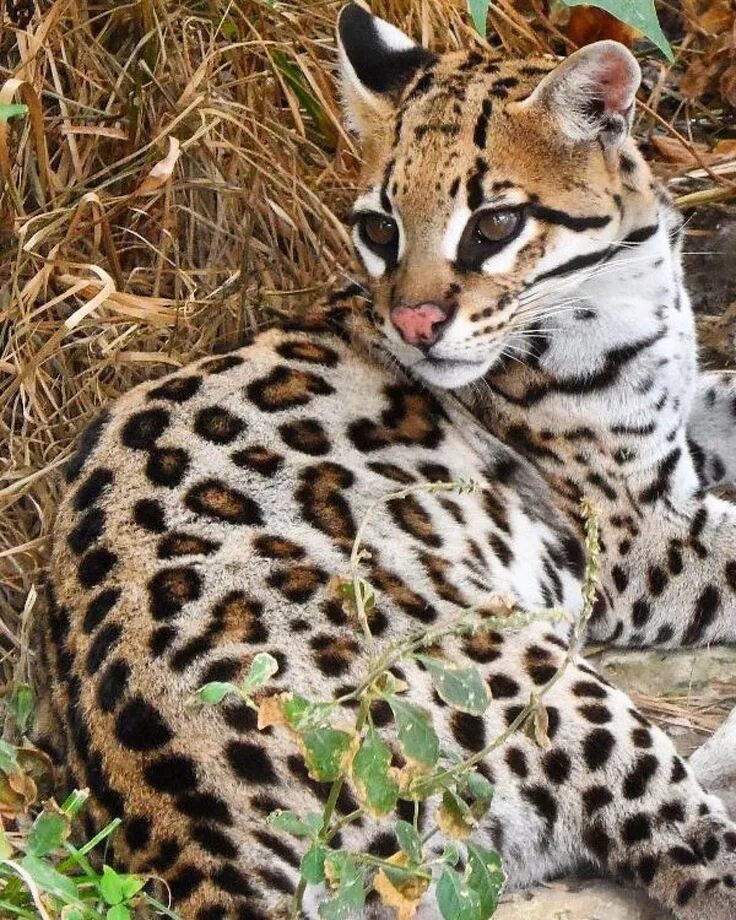 Пятнистые животные фото Ocelot Animaux, Fauves, Felin