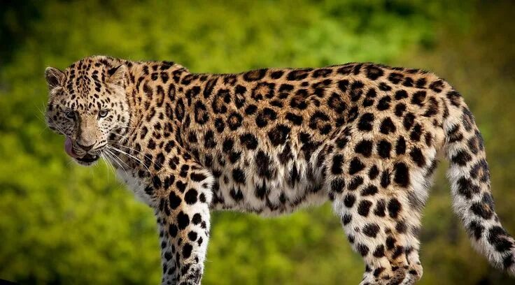 Пятнистые животные фото 3840x2130 leopard 4k download free pc wallpaper hd Animal wallpaper, Animals, Pe