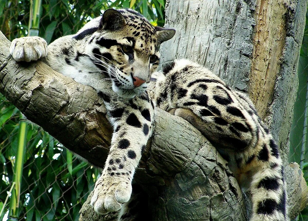 Пятнистые животные фото Clouded Leopard Newspecies Wiki Fandom