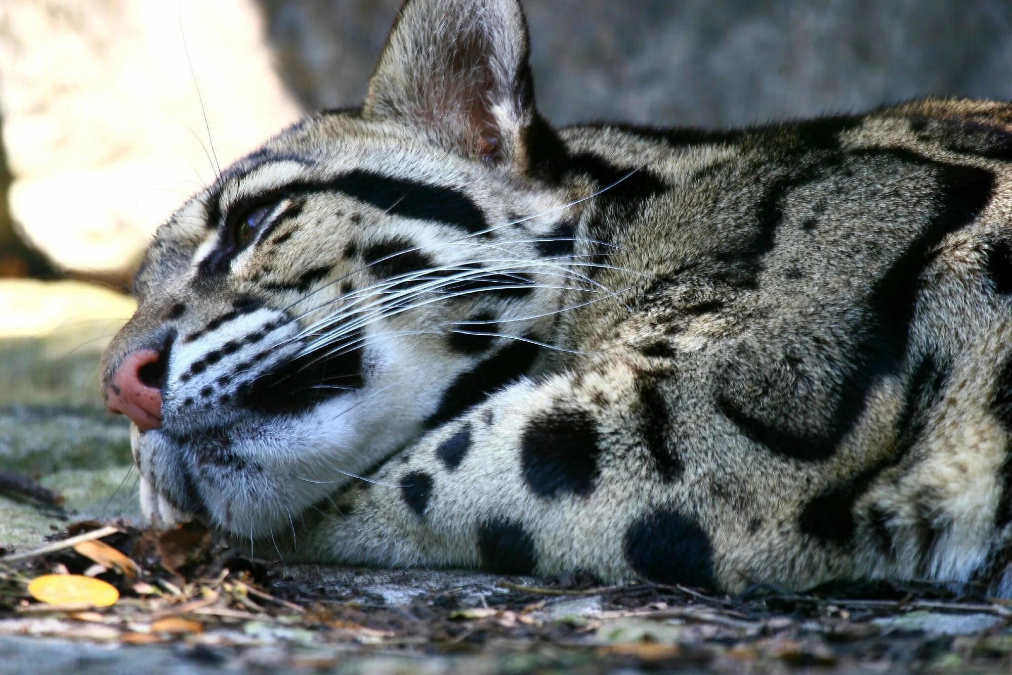 Пятнистые животные фото Clouded Leopard - Clouded Leopards Photo (18632285) - Fanpop Clouded leopard, Th