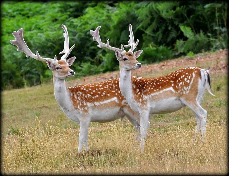 Пятнистый олень фото из красной книги Fallow Deer Stags in matching stance at Knole Park Animaux sauvages, Animaux, An