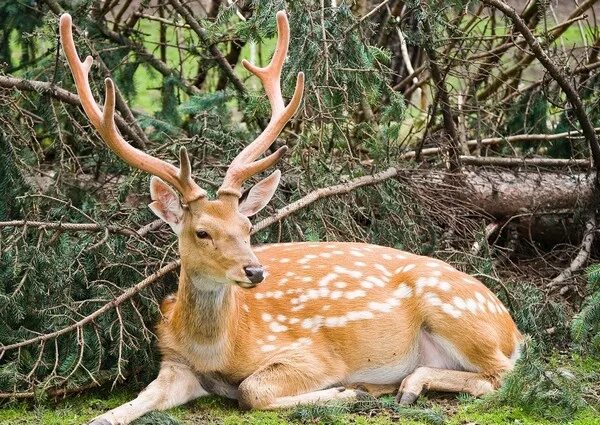 Пятнистый олень фото из красной книги Deer: Lifestyle, Habitat and Interesting Facts