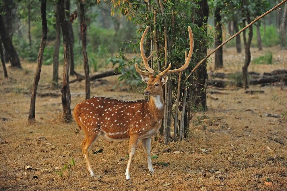 Пятнистый олень фото из красной книги Фото Spotted Deer - фотограф Alex Tish - природа - ФотоФорум.ру