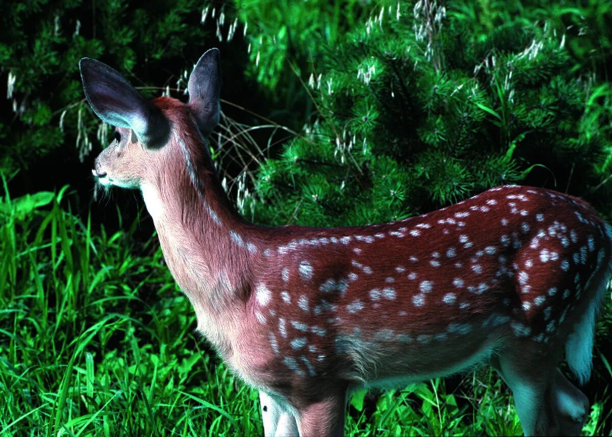 Пятнистый олень фото из красной книги File:NRCSIA99482 - Iowa (3653)(NRCS Photo Gallery).jpg - Wikimedia Commons