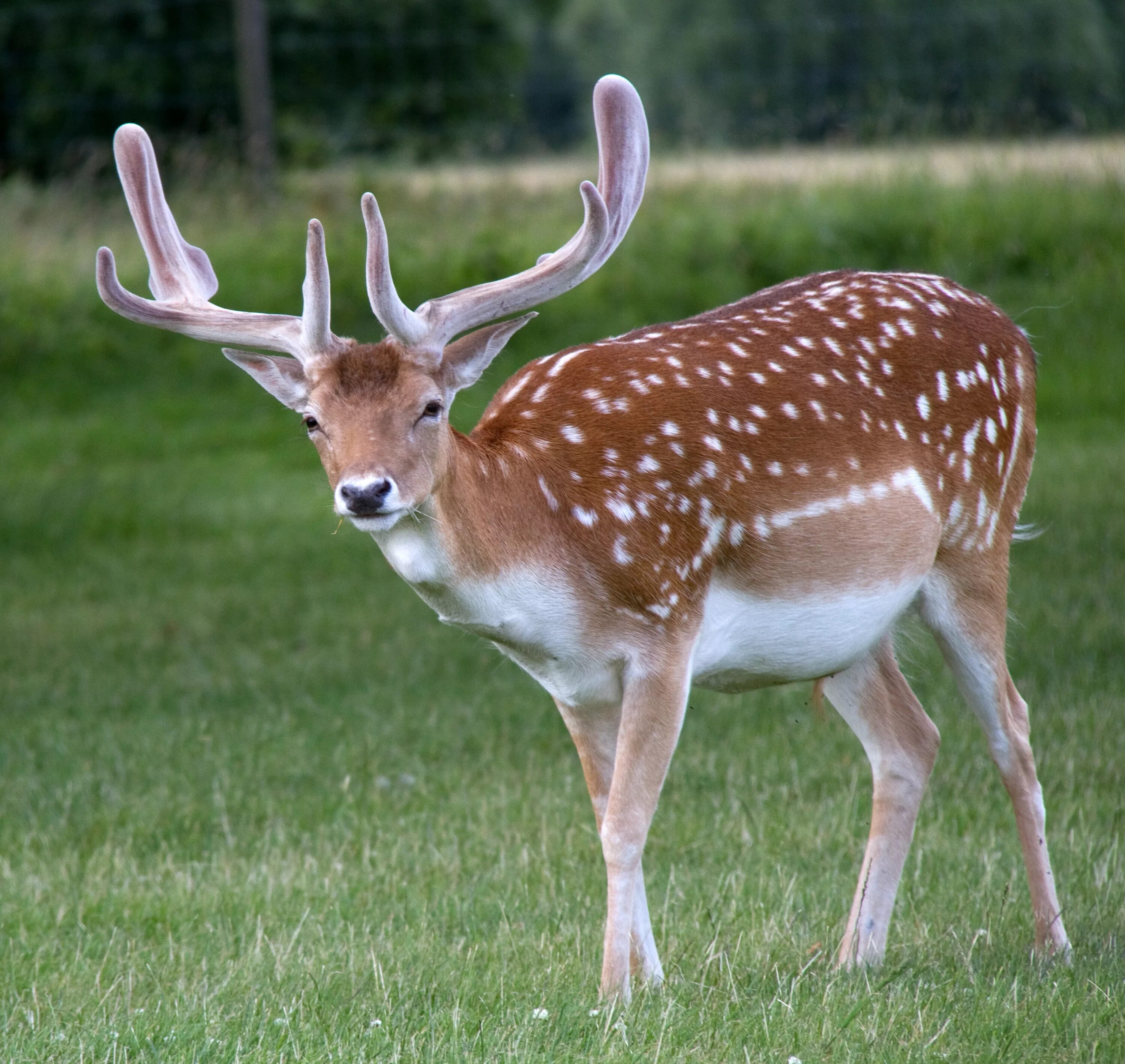 Пятнистый олень фото из красной книги File:Fallow Deer (5863147572).jpg - Wikipedia