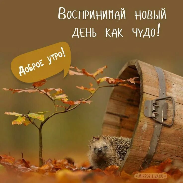 Пятница октябрь доброе утро картинки Pin by Сергей Е on Юмор картинки Good morning, Morning greeting, Happy wishes