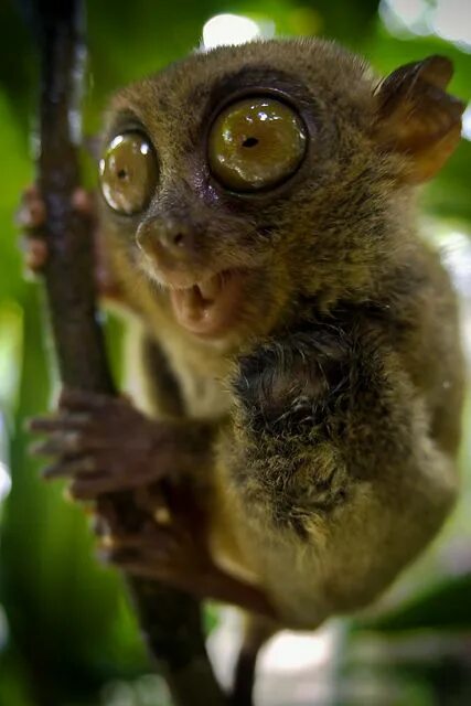 Пятница смешное фото Pin by Caza Bond on TARSIER Ugly animals, Weird animals, Animal pictures