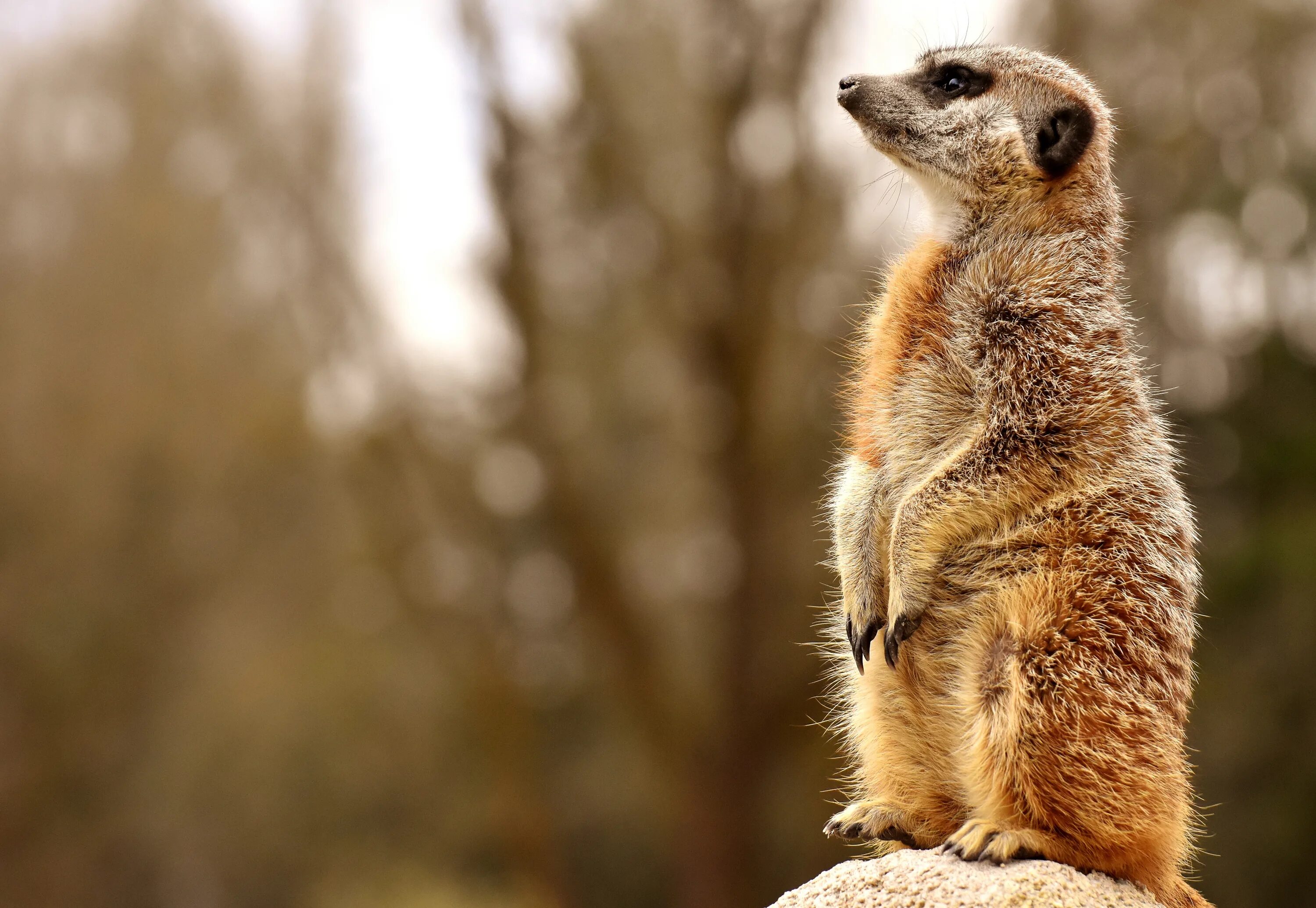 Пятница утро позитивные картинки Meerkat Animal in Nature free image download