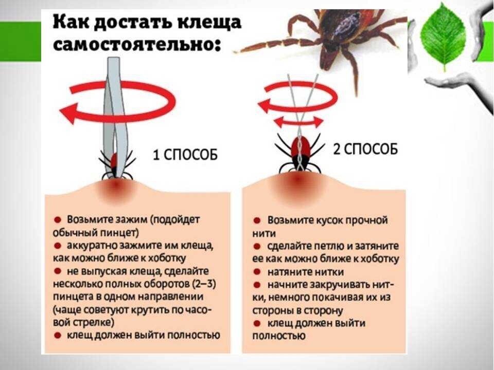 Пятно от клеща фото Опасность клещей для домашних животных Лаборатория Ветеринарная Дзен