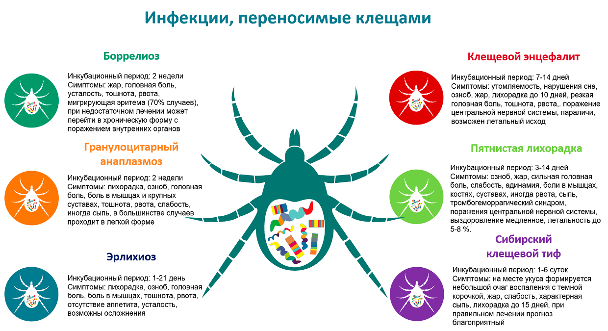 Пятно от клеща при боррелиозе фото Из жизни клещей - Официальный сайт муниципального образования город Ломоносов