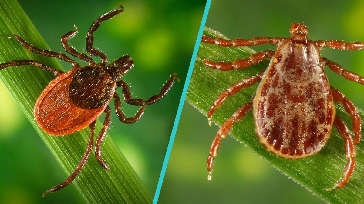 Пятно после укуса клеща фото Deer Tick vs. Wood Tick - How to Identify and Tell the Difference