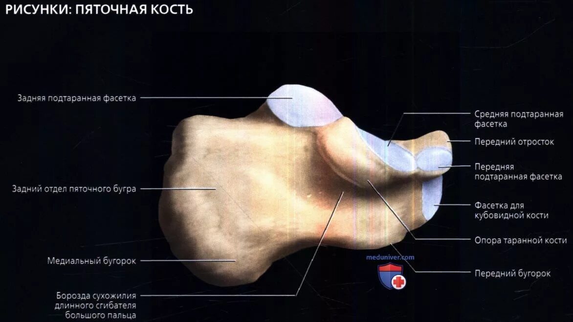 Пяточная кость фото Лучевая анатомия голеностопного сустава (голеностопа)